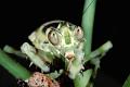 theopropus elegans 2